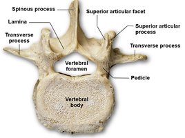 Lumbar vertebra superior view