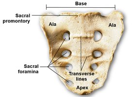 Sacrum anterior view with labeled features