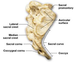 Sacrum lateral view with labeled features