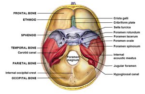 Inferior view of the cranial floor with labeled foramina and bones