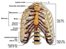 Sternum with labeled features