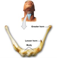 Hyoid bone with labeled features