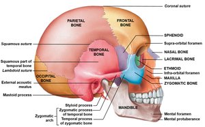 Lateral view of the skull with labeled bones and features