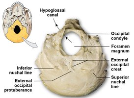 Inferior view of the occipital bone with labeled features
