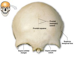 Frontal bone with labeled features