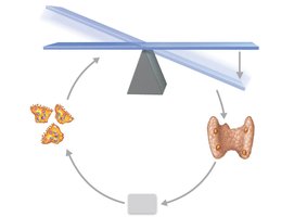 Calcium homeostasis feedback loop