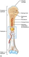 Appositional growth of a long bone