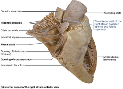 Internal aspect of the right atrium