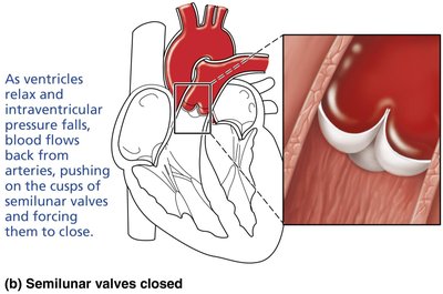 Function of the semilunar valves, closed position