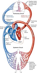 Systemic and pulmonary circuits