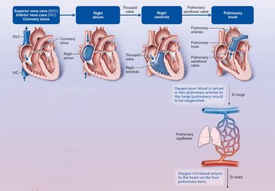 Blood flow through the heart, right side