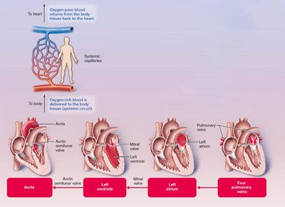 Blood flow through the heart, left side