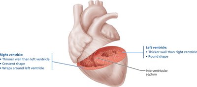 Anatomical differences between right and left ventricles