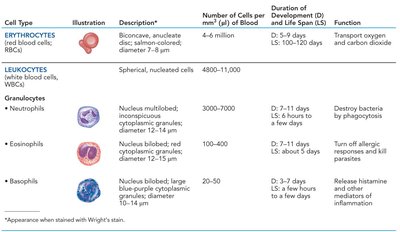 Summary table of erythrocytes and granulocytes