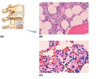 Red bone marrow structure and micrograph