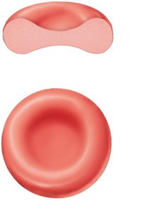Structure of erythrocytes (red blood cells)
