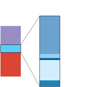 Relative percentages of different types of leukocytes