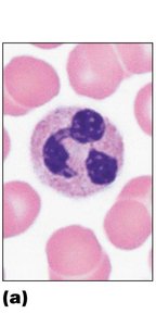 Neutrophil (granulocyte)