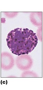 Basophil (granulocyte)