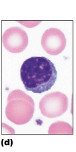 Lymphocyte (agranulocyte)