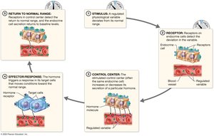 Regulation of hormone secretion by negative feedback loops