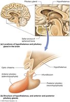 Structure of the hypothalamus and pituitary gland