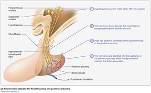 Functional relationships between the hypothalamus and pituitary gland