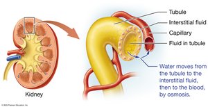 ADH action on kidney tubules