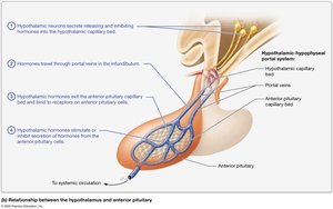 Functional relationships between the hypothalamus and anterior pituitary gland