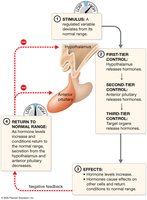 Multi-tiered negative feedback control of hypothalamic, anterior pituitary, and target organ hormones
