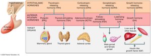 Hormones of the hypothalamic-anterior pituitary system and target organs
