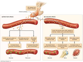 Effects of growth hormone (GH)