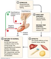 Regulation of growth hormone (GH) release