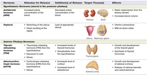 Table of hypothalamic and pituitary hormones
