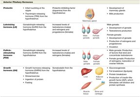 Table of hypothalamic and pituitary hormones (continued)