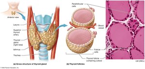 Anatomy and histology of the thyroid gland