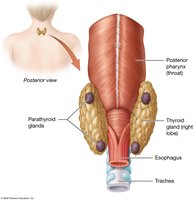 Anatomy of the parathyroid glands