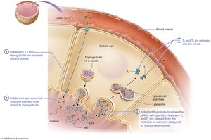Production of thyroid hormones