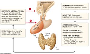 Regulation of thyroid hormone production by negative feedback