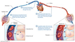 Overview of hormone secretion and distribution by the blood
