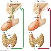 Negative feedback in hyperthyroidism