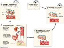 Regulation of blood calcium ion concentration by negative feedback