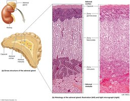 Anatomy and histology of the adrenal gland
