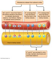 Effects of aldosterone