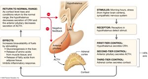 Regulation of cortisol production by negative feedback