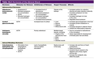Table of hormones of the adrenal gland