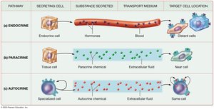 Three basic signaling pathways: endocrine, paracrine, autocrine