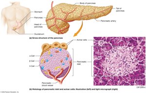 Anatomy and histology of the pancreas