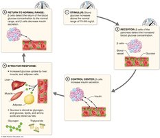 Maintaining homeostasis: lowering a high blood glucose concentration by insulin