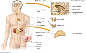 Overview of the endocrine organs